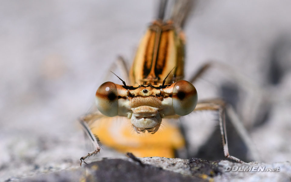 Blue Featherleg (female, Platycnemis pennipes)